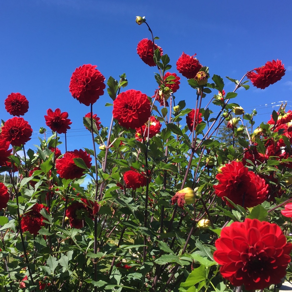 Meet your Posher, Hk